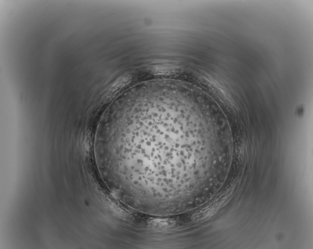 X0000096180277200801251223