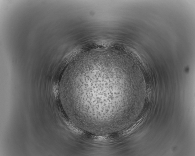 X0000096180285200801251223