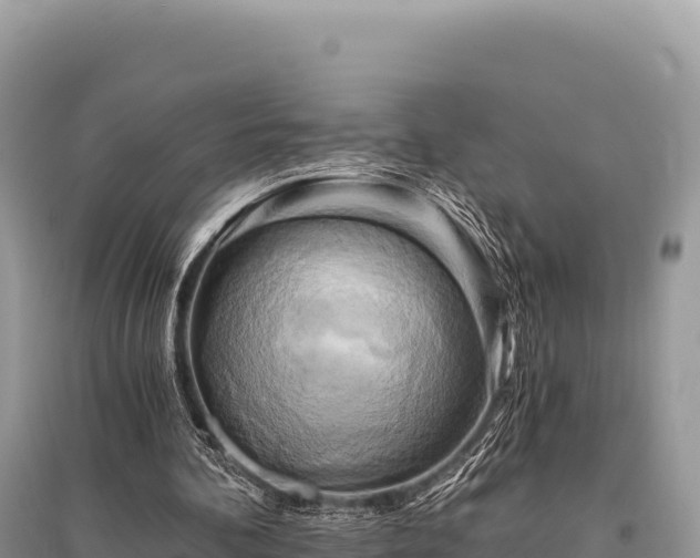 X0000096180292200801251223