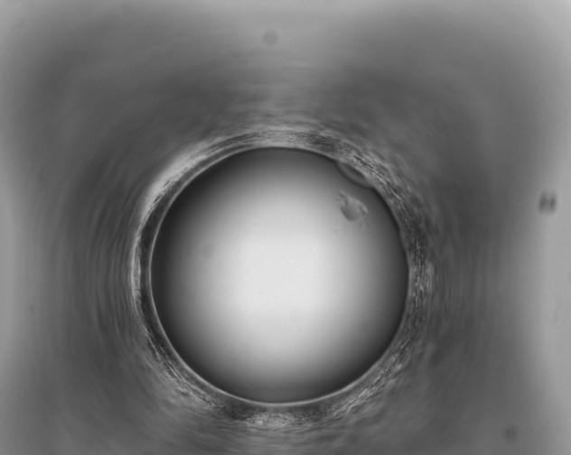 X0000096180294200801251223