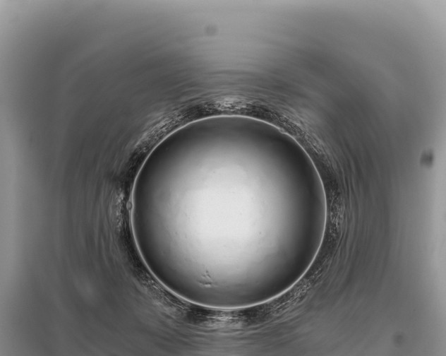 X0000096180319200801251222