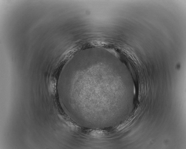X0000096180332200801251222