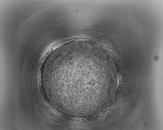 X0000096180339200801251221
