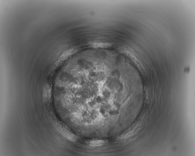 X0000096180357200801251221