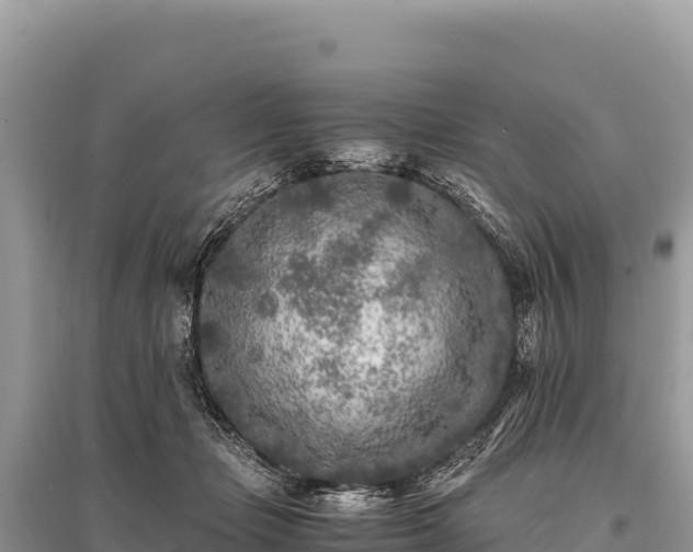X0000096180365200801251222