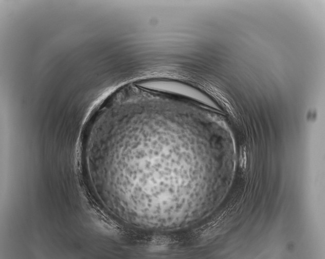 X0000096180388200801251221