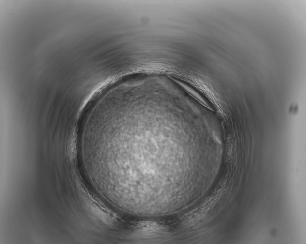 X0000096180392200801251221