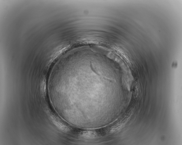X0000096180398200801251221