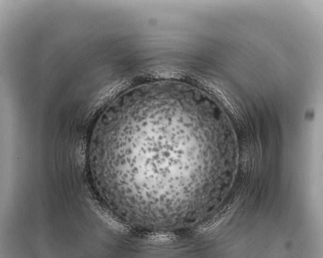 X0000096180402200801251221