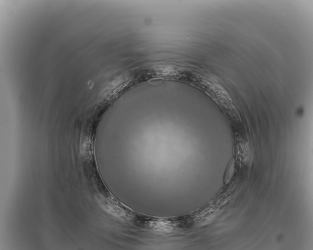 X0000096180419200801251220
