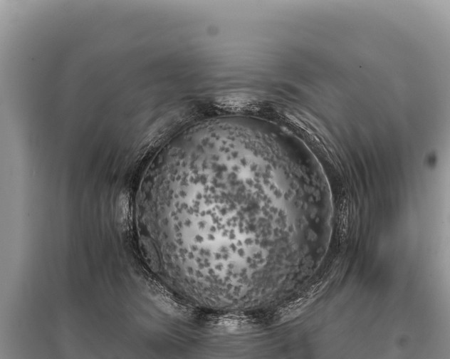 X0000096180420200801251220