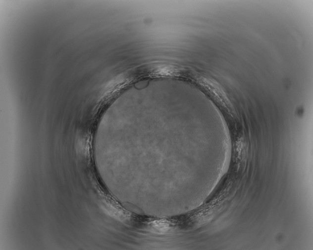 X0000096180423200801251220