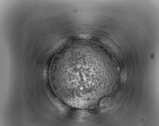 X0000096180424200801251220