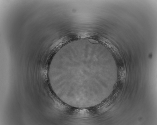 X0000096180427200801251220
