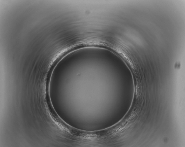 X0000096180438200801251220