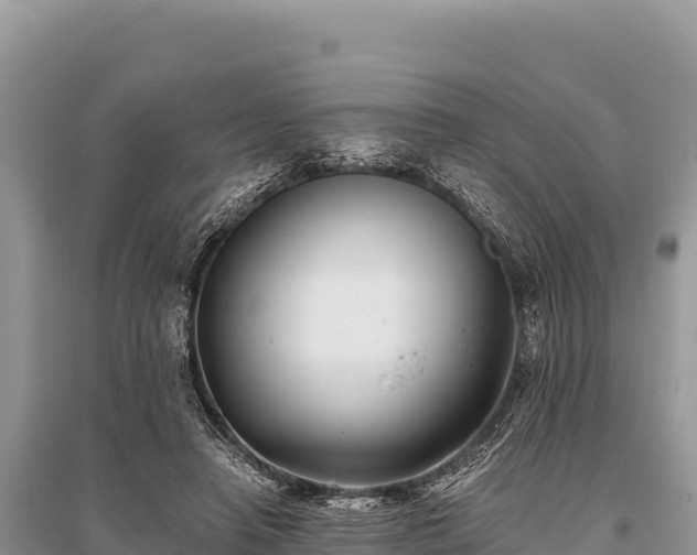 X0000096180450200801251220