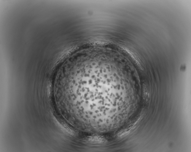 X0000096180451200801251220