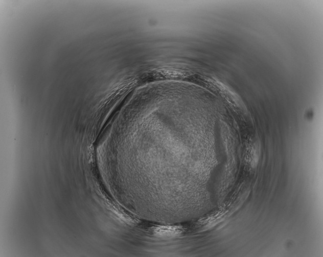 X0000096180465200801251220