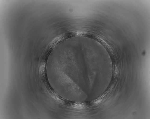 X0000096180475200801251220