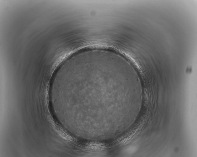 X0000096180487200801251219