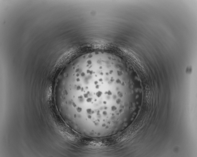 X0000096180502200801251219