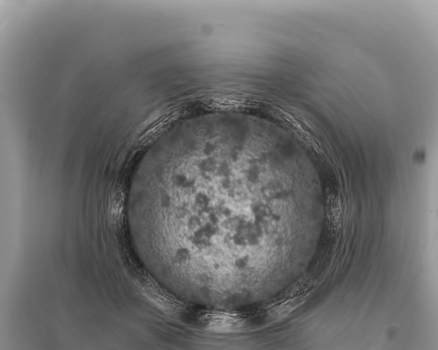 X0000096180507200801251219