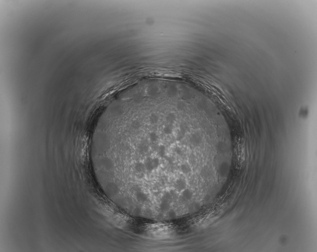 X0000096180511200801251219