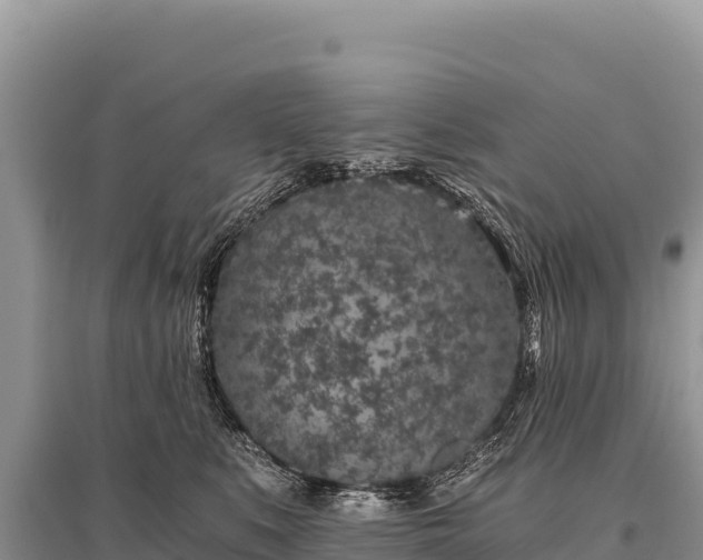 X0000096180519200801251219