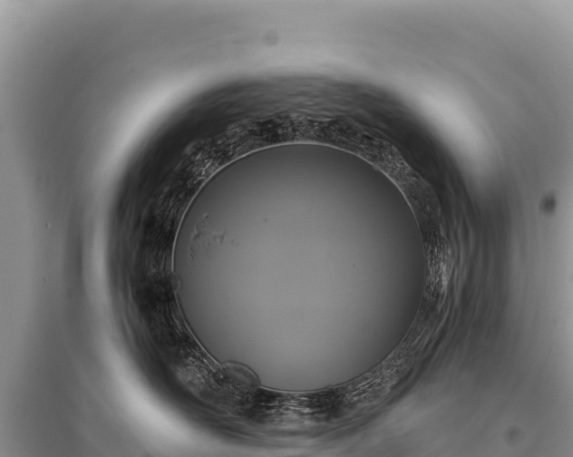 X0000096180526200801251219