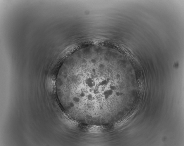 X0000096180527200801251219