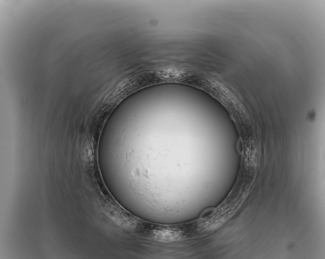 X0000096180561200801251219