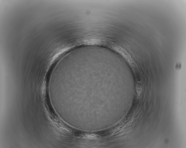 X0000096180583200801251218