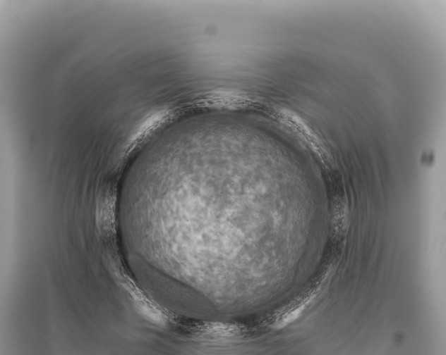 X0000096180585200801251218