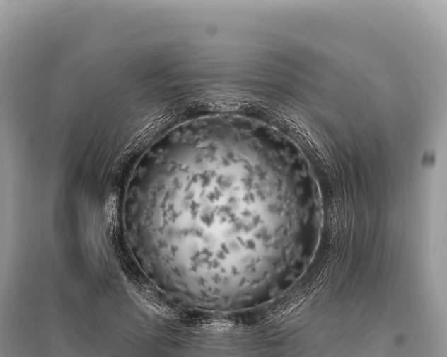 X0000096180598200801251218