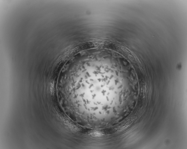 X0000096180610200801251217