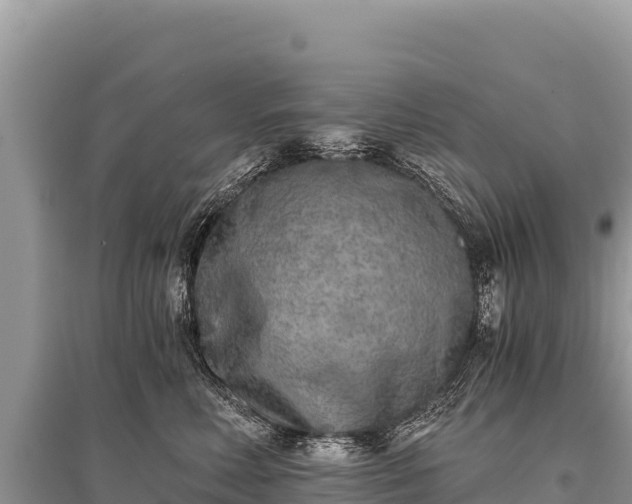 X0000096180618200801251217
