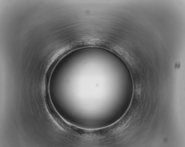 X0000096180630200801251217