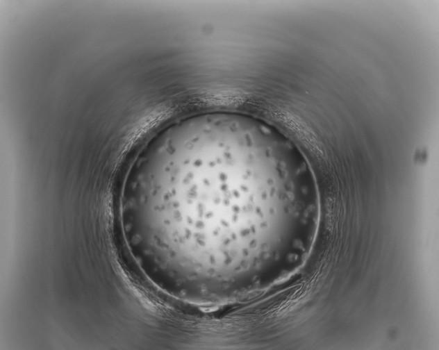 X0000096180634200801251217