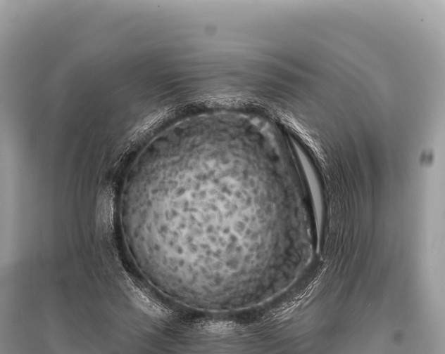 X0000096180637200801251217