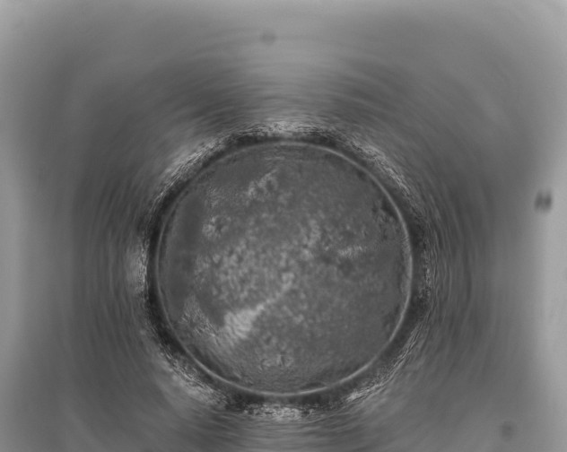 X0000096180640200801251217
