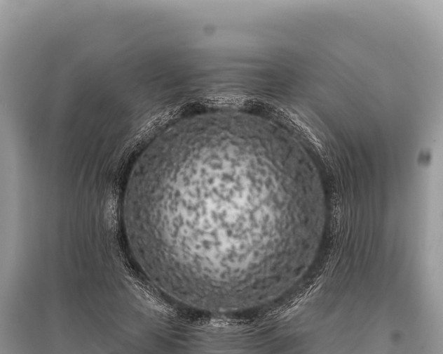 X0000096180641200801251217