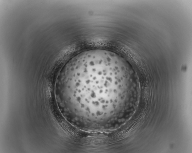 X0000096180643200801251217