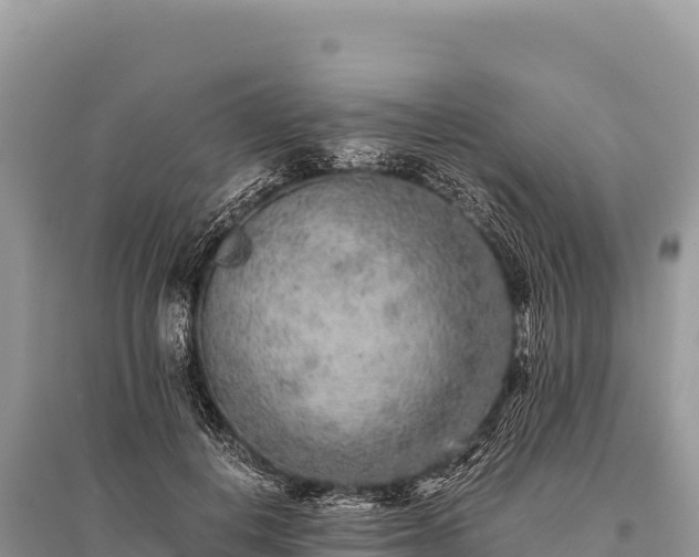 X0000096180648200801251217