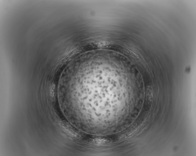 X0000096180650200801251217