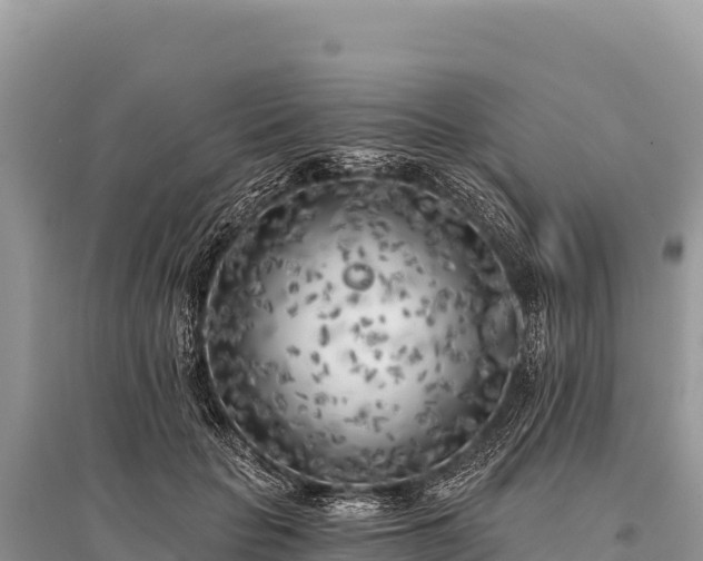 X0000096180653200801251217
