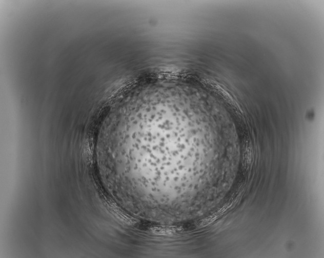 X0000096180661200801251217