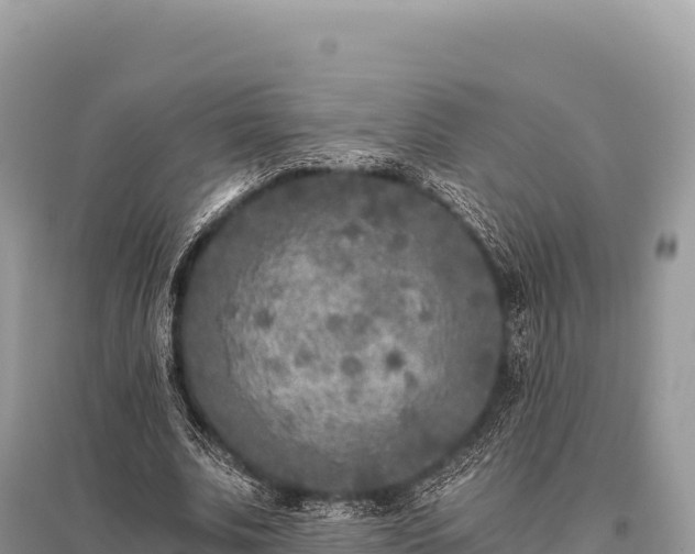 X0000096180679200801251216