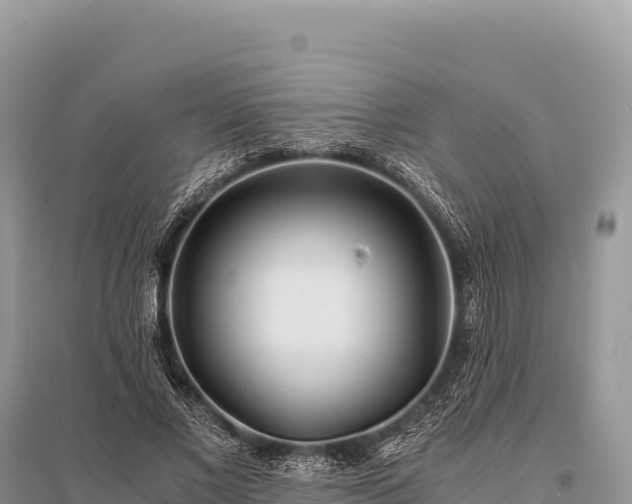 X0000096180685200801251216