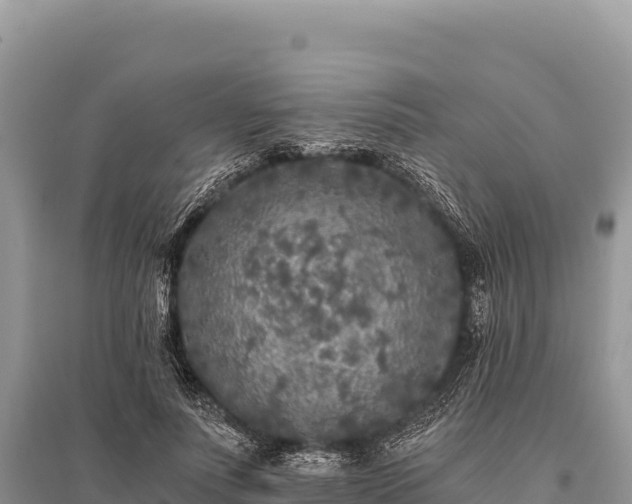 X0000096180691200801251216