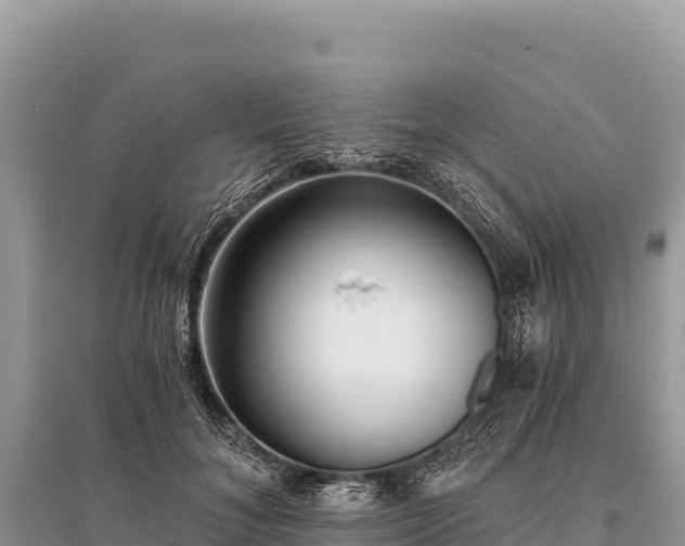 X0000096180700200801251216